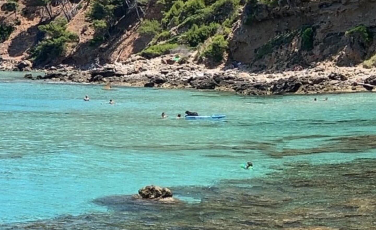 Los usuarios también encontraron a un perro sobre una tabla de surf.