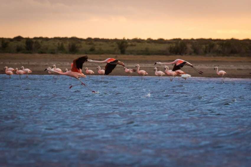 Laguna de las Salinas, de dónde se rescataron más de 1.000 peces, está casi desaparecida por la sequía . Foto: Ignacio Blanco / Los Andes.