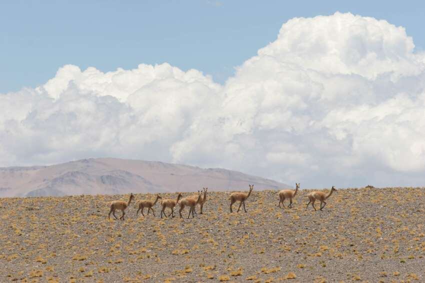 
    Parque Nacional San Guillermo - Foto Pablo Oliveri
   