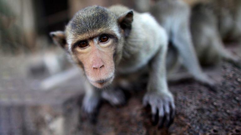 Se ha visto a primates mordiendo mascarillas, con las cuales se podrían asfixiar y morir.