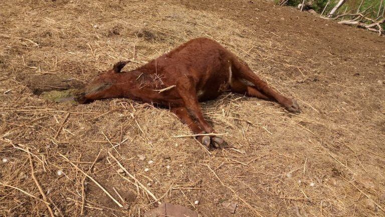 Animales mutilados en el norte chileno, dicen que fue el "chupacabras".