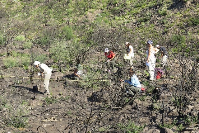 La jarilla, protegida: colocaron 250 plantas en el Cerro Arco y buscan que un jarillal sea área protegida. Foto: Archivo Los Andes.