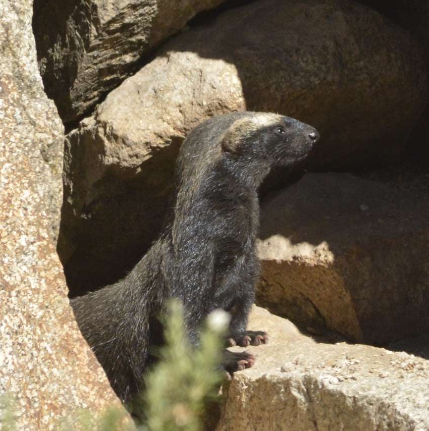 
Hurón menor. Los animales reconquistan diversas zonas.
