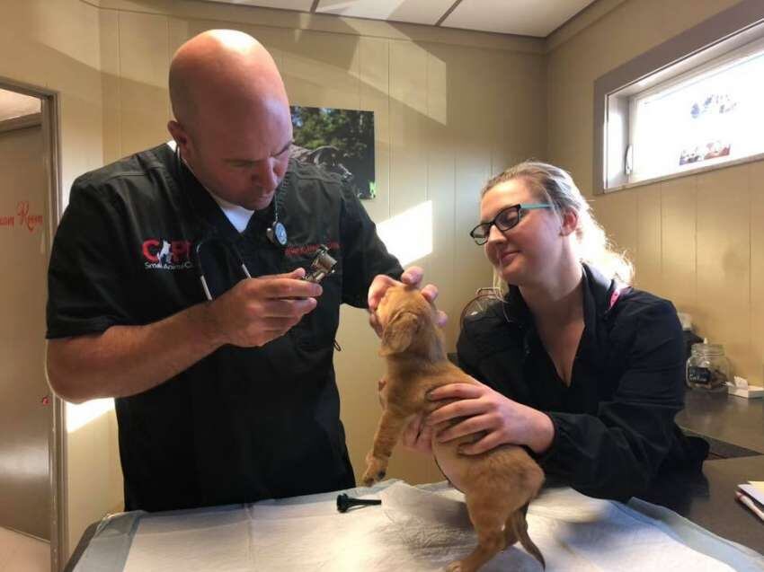 
Los veterinarios los examinaron para descartar problemas  | Facebook Mac the pitbull
   