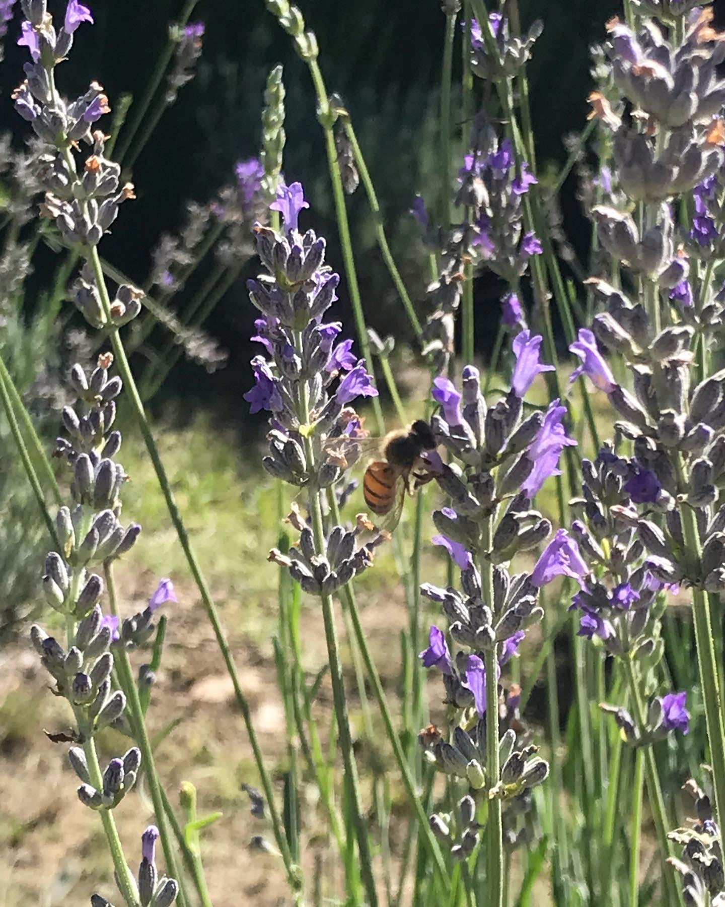 Un camino de lavandas en Los Reartes que atrae a propios y ajenos.