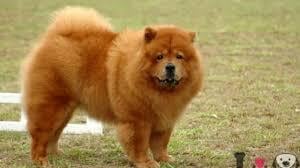 El Chow Chow agredió a la mujer.