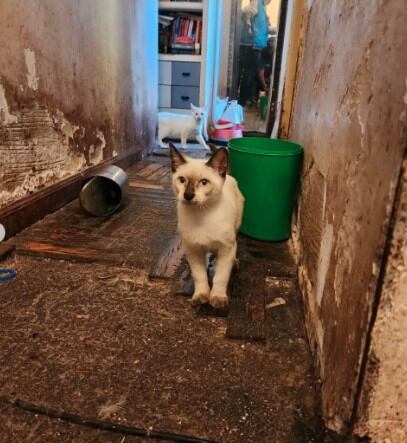 En el interior de la vivienda se encontraron con basura por todos lados. 