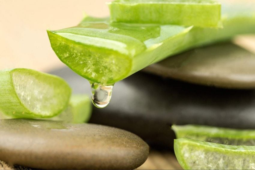 La Aloe Vera es beneficiosa para la salud