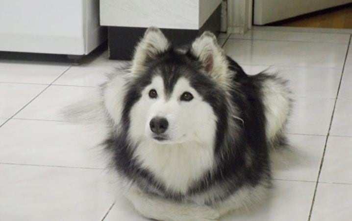 Husky que actúa como gato (Foto/Upsocl\u002Ecom)