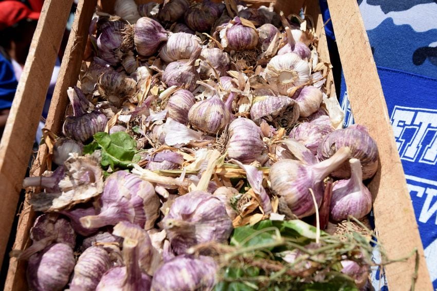 
El cultivo de ajo creció un 4%. | Archivo / Los Andes
   