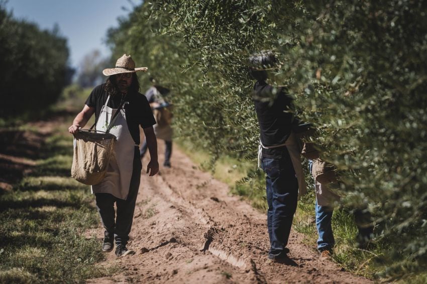 
“Cosecha de artistas” arrancó ese mes con los invitados llegando al evento organizado por Zuelo, la división de aceites de Zuccardi. | Ignacio Blanco / Los Andes
   