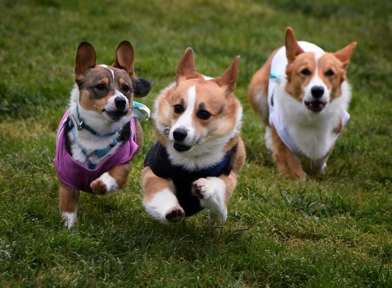 Corgis (Fotografía de Mark RALSTON / AFP)