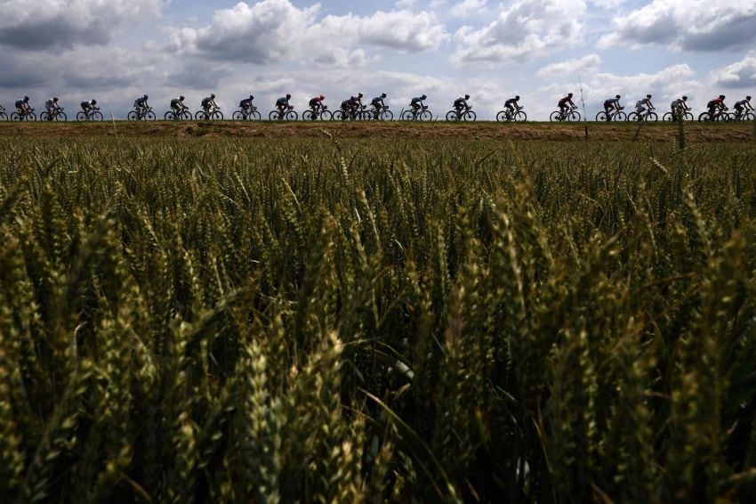 
Foto: AFP | Los ciclistas viajan por un campo de trigo durante la tercera etapa.
   