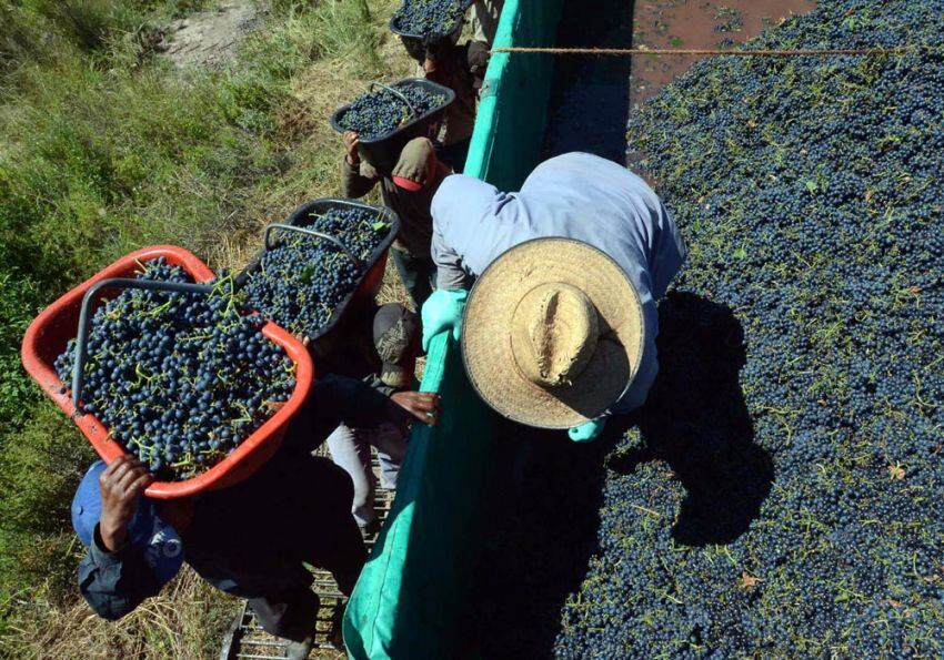 
Productores aseguraron que se les pide fumigar para ingresar a Brasil. | Archivo / Los Andes
   