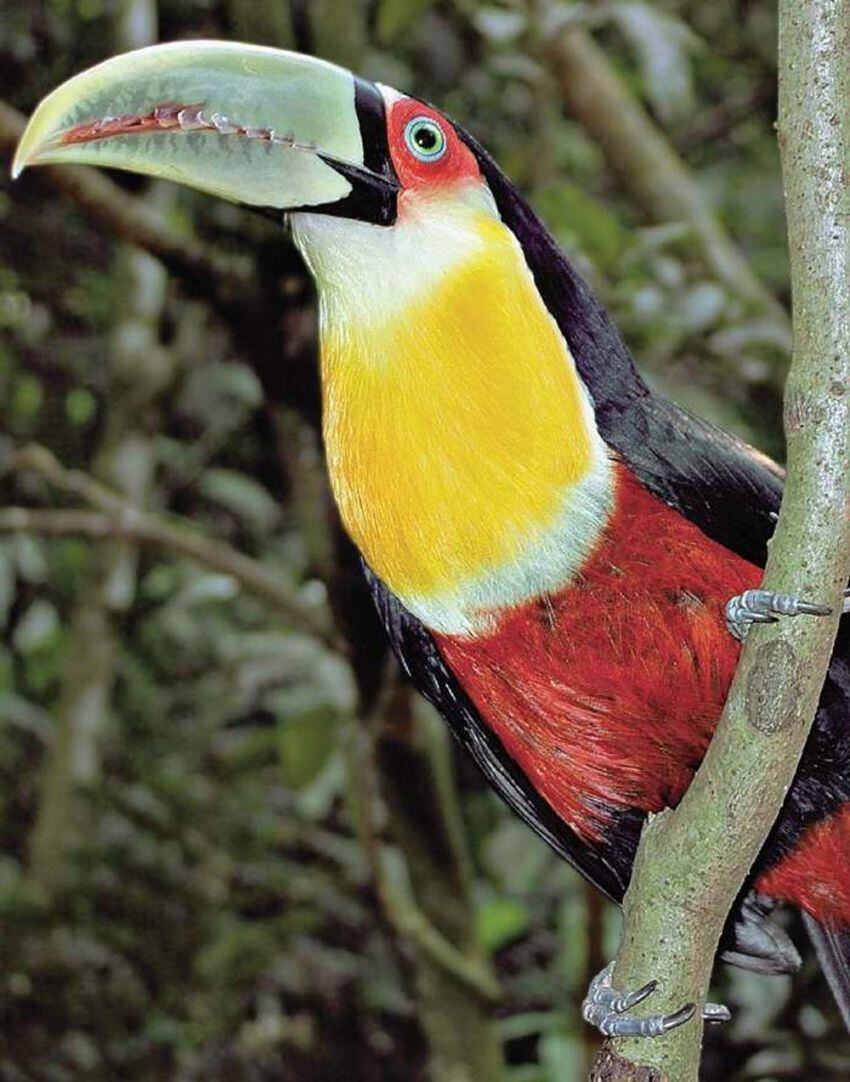 
    El tucán, una de las especies de fauna autóctona que se aprecian.
   