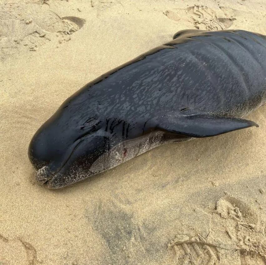 Uno de los ejemplares que perdió la vida en Escocia. Foto: Mairi Robertson-Carrey, Christina McAvoy/British Divers Marine Life Rescue