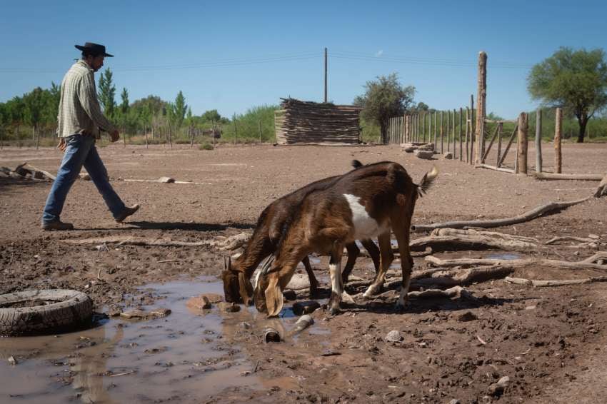 
Precios bajos. Aseguran que una pieza faenada de entre 8 y 10 kilos se vende entre $ 800 a $ 1.200 el animal. | Ignacio Blanco / Los Andes
   