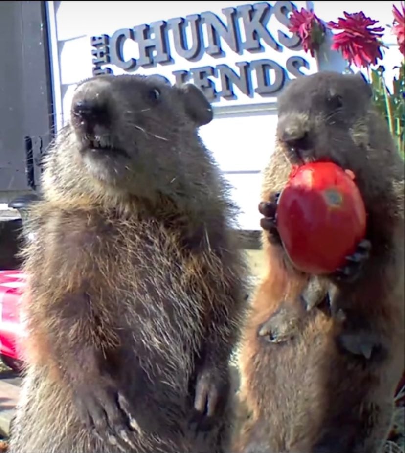 Una marmota le robaba la cosecha a un granjero y se terminaron haciendo amigos.