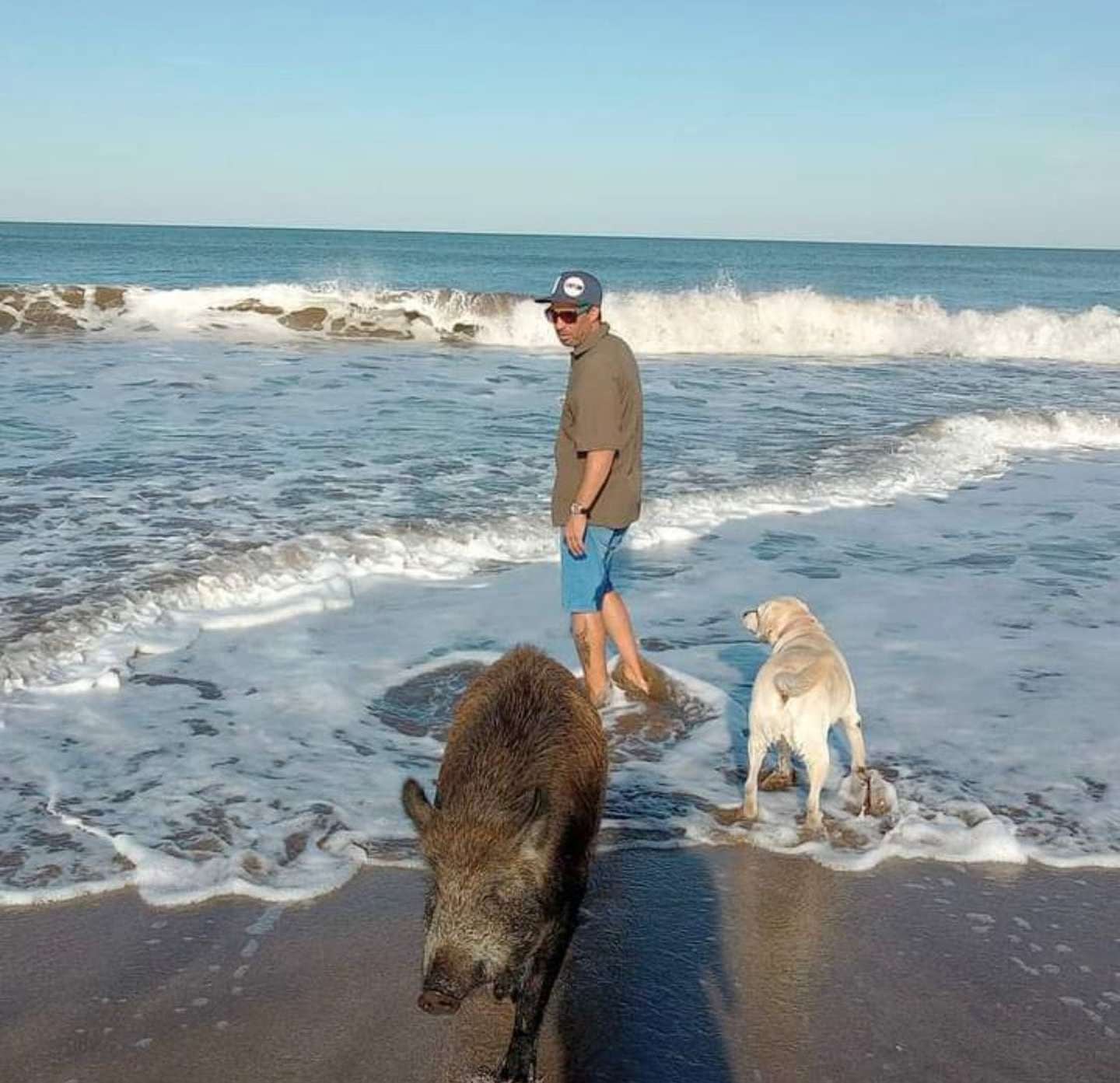 Un hombre rescató a un jabalí de pequeño y ahora es una de sus mascotas.