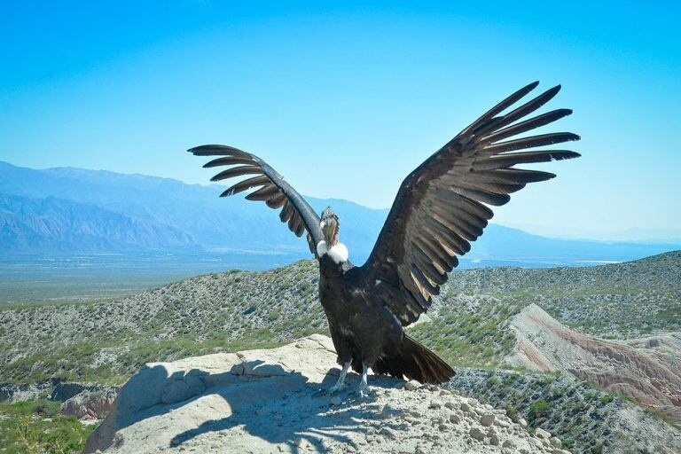 Una muestra de fotos para resaltar el rol clave del cóndor en el ambiente y desmitificar que es peligroso. Foto: Ministerio de Ambiente de Mendoza.