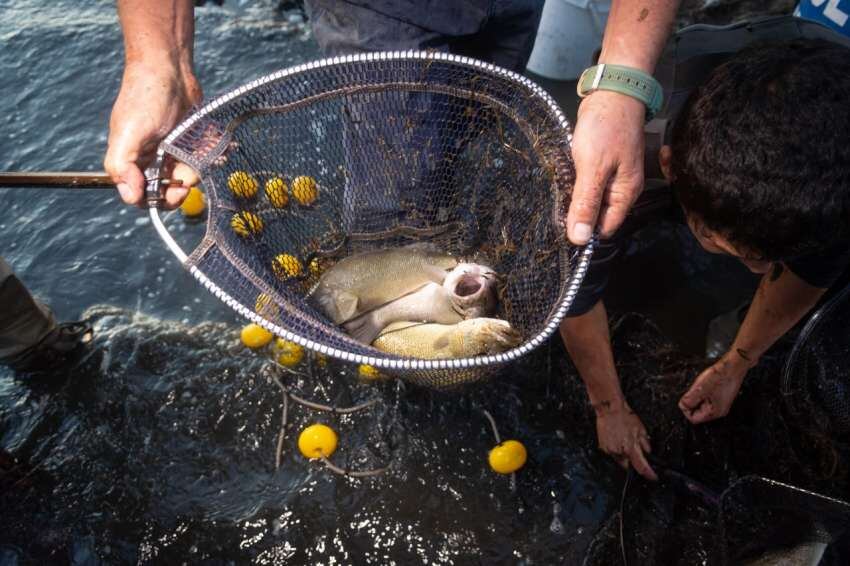 Laguna de las Salinas, de dónde se rescataron más de 1.000 peces, está casi desaparecida por la sequía . Foto: Ignacio Blanco / Los Andes.