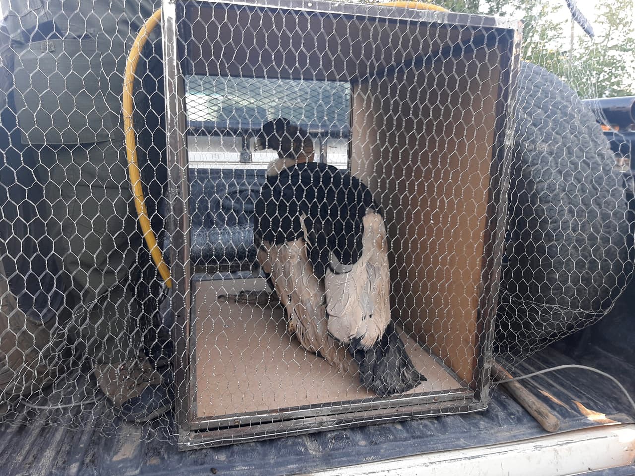 Rescatan a un cóndor andino en Malargüe, especie que está en peligro de extinción.