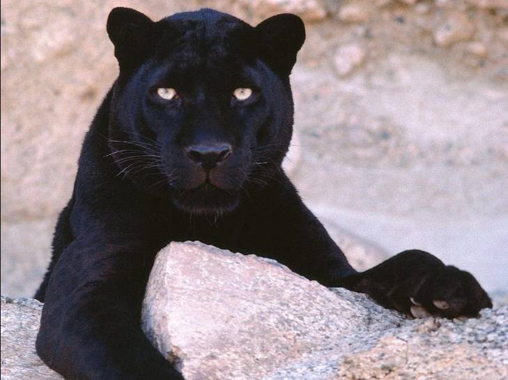 La pelea por el Ecoparque, muerte de animales y una serie de tuits: el trasfondo de la sanción a una veterinaria mendocina. Foto: Imagen ilustrativa.