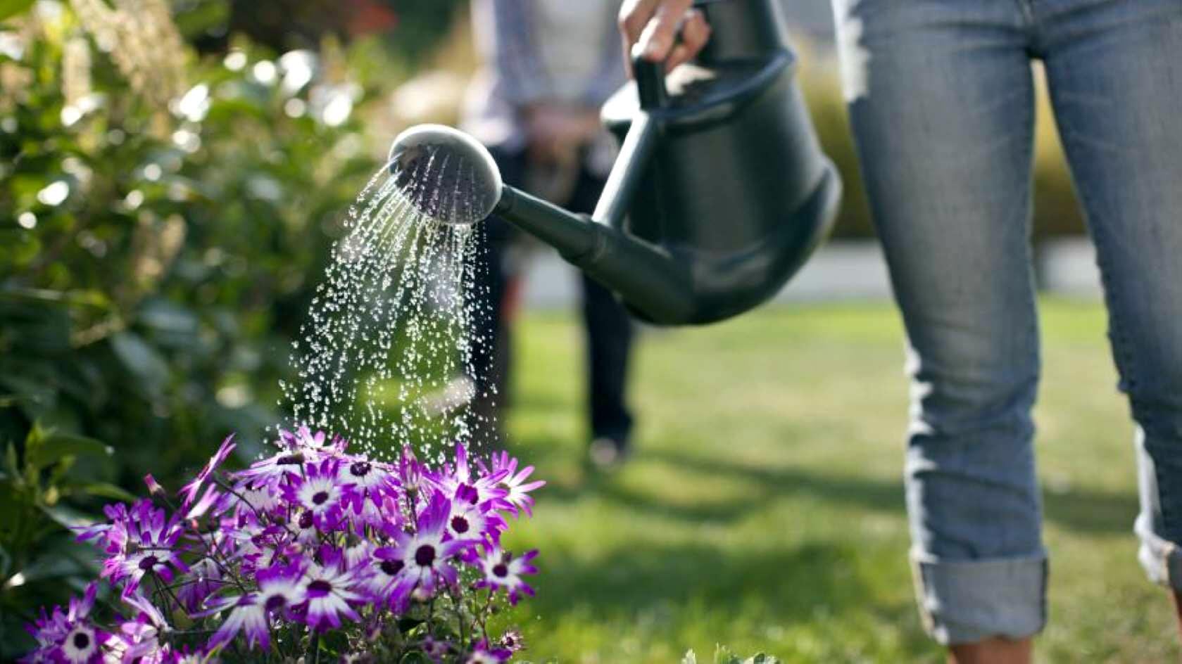 ¿Cómo proteger las plantas del calor?