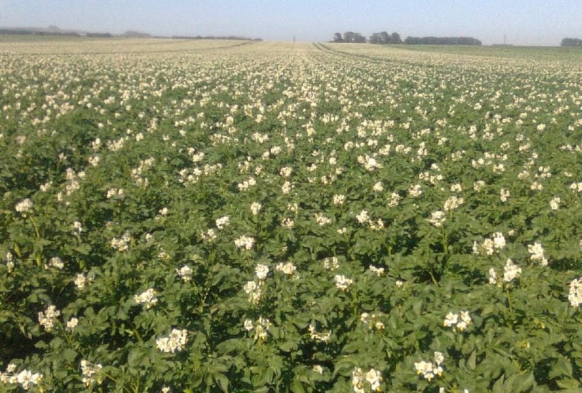 
    Un cultivo de papa en plena floración en superficie tandilense. La gran amplitud de climas, altitudes y latitudes permite su producción desde Jujuy hasta Chubut y de julio a febrero, según la zona.
   