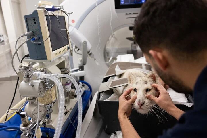 La cachorra fue sometida a diversos estudios y el equipo veterinario hizo todo por salvarle la vida. Foto: Gentileza