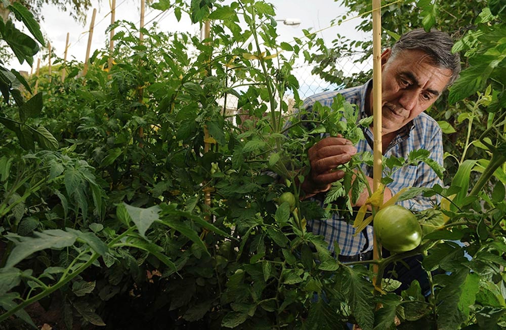 Otoño, un buen momento para rediseñar la huerta. 