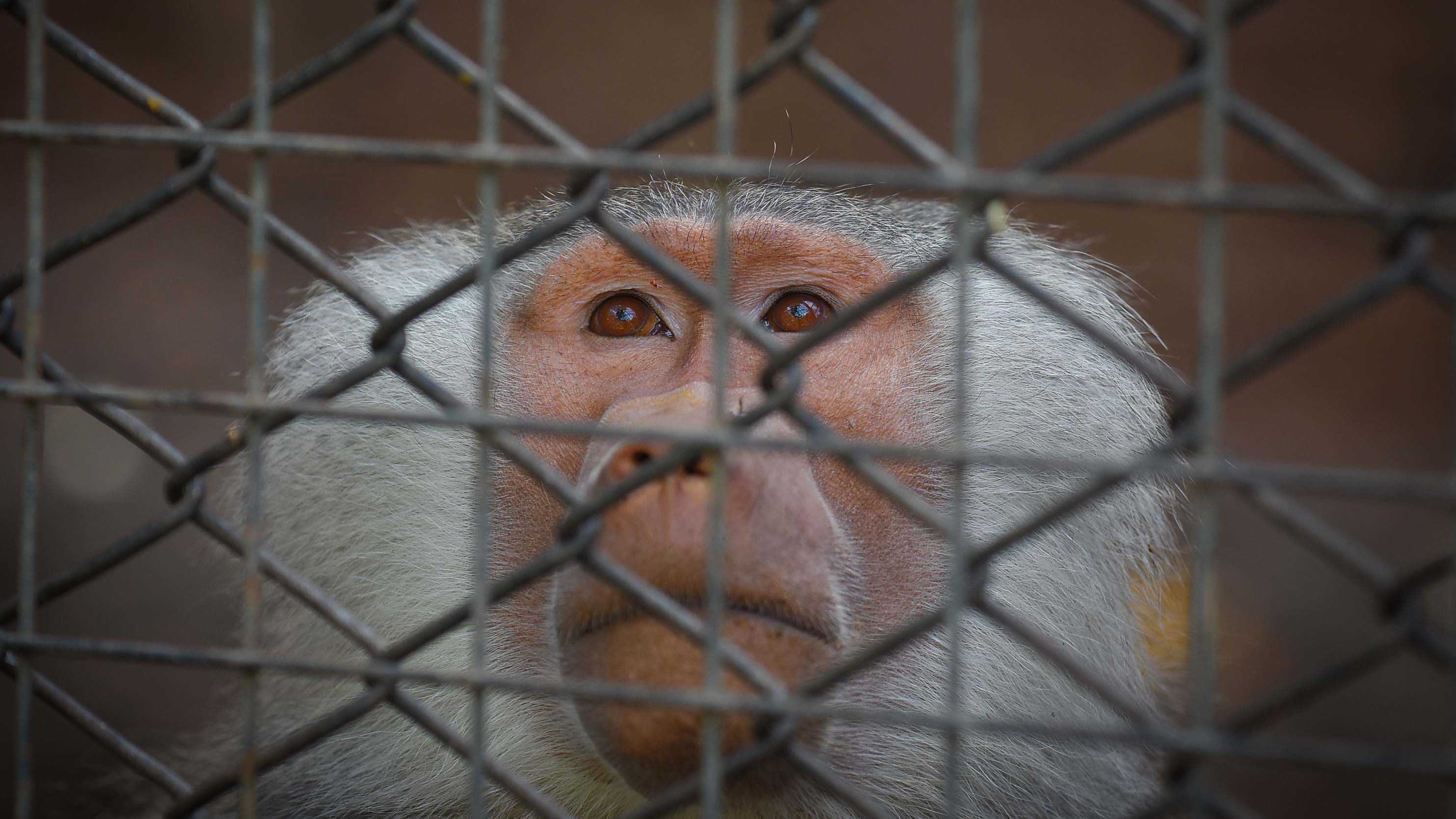 Ecoparque de Mendoza 
Jaula de los monos Papiones los cuales estan atravesando una superpoblación.
Mientras se esperan las obras en el actual Ecoparque algunos animales continuan en el ex zoo de Mendoza  Foto: Claudio Gutiérrez 
