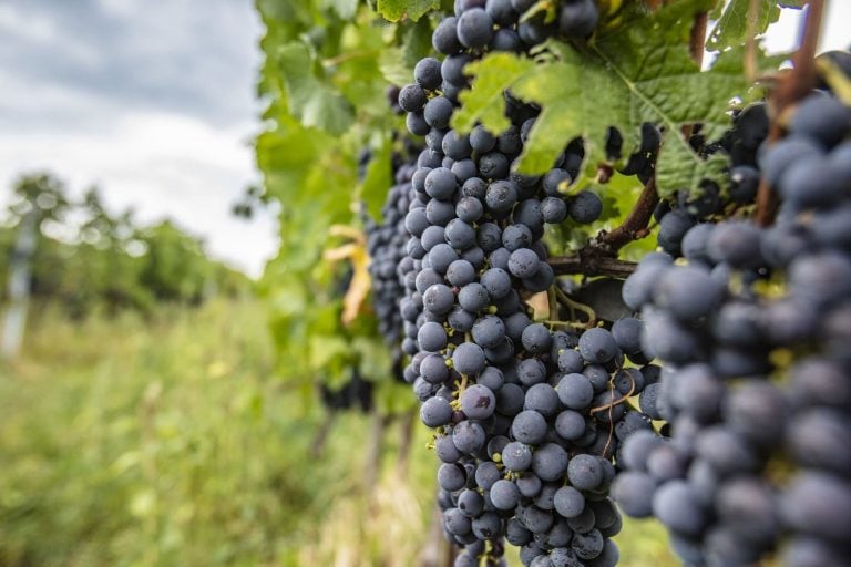 Uva bonarda, El varietal llegó desde Conegliano, en el noroeste de Italia, y se cultivó en lo que hoy es la enoteca. Actualmente Mendoza tiene el 84% de la superficie total de este varietal en Argentina, 