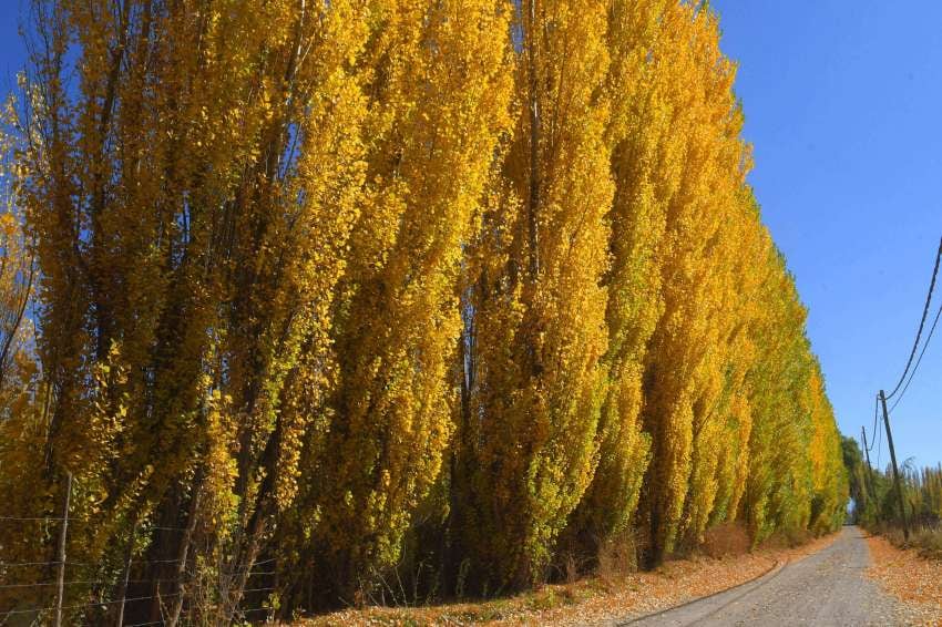 
Los imperdibles amarillos de los Alamos de Uspallata  | Foto: Orlando Pelichotti / Los Andes
   