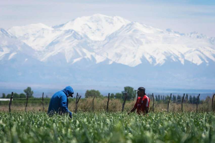 
Chacareros. Algunos son propietarios de las tierras y otros apenas obreros | Ignacio Blanco / Los Andes
   