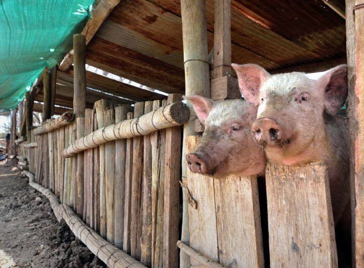 Mendoza cuenta con un stock porcino de 8.000 madres que se encuentran en manos de 420 productores. 