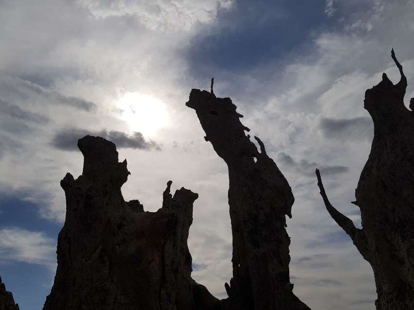 Enmarañadas figuras emergentes del fondo del lago seco.