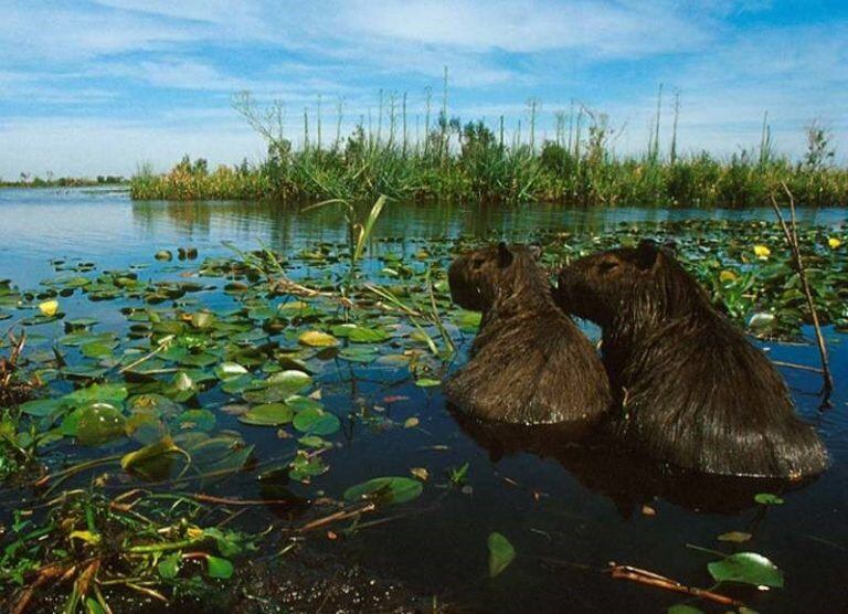 Esteros del Iberá