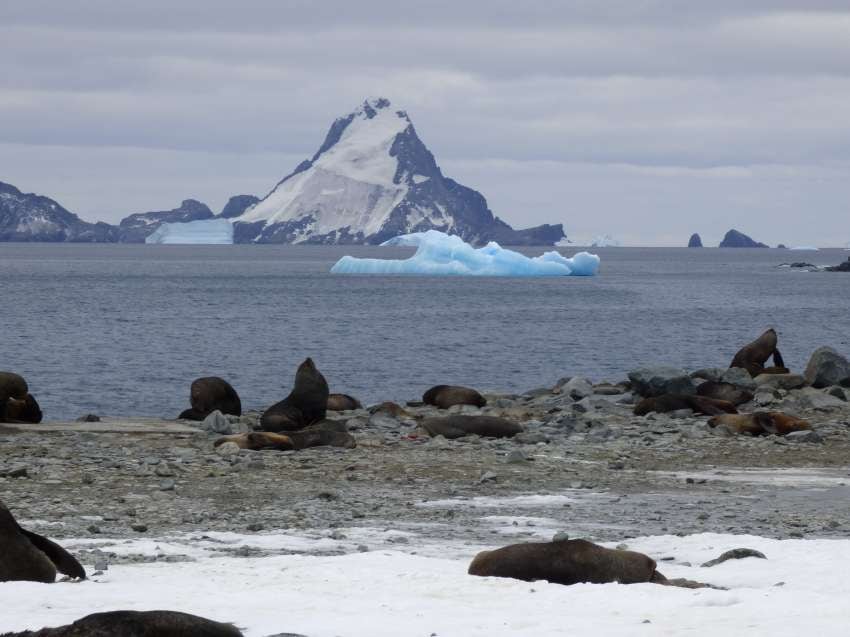 
Lobos, elefantes marinos, focas Weddell, pingüinos y otras aves son parte de la fauna en estas islas del sur.  | Gentileza: Diego Ferrer -DNA/IAA
   