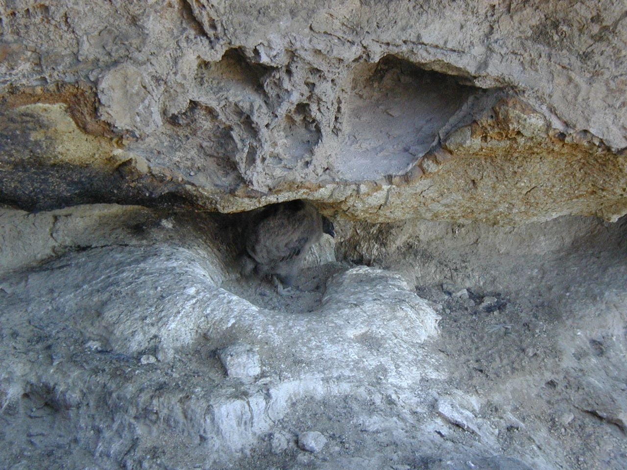 En el nido encontraron una capa de unos 25 centímetros de guano, lo que permitió el estudio. Foto: Gentileza Lorenzo Sympson