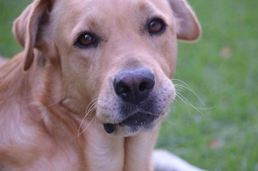 
    "Tobi" volvió a casa tras cinco años de ausencia.
   