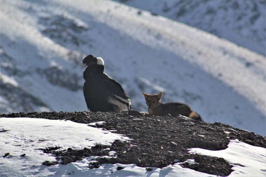 
Las 18.500 hectáreas de la ampliación tienen un alto valor ecológico. | Gentileza: Guardaparques de la Dirección de Recursos Naturales y Renovables de Mendoza.
   