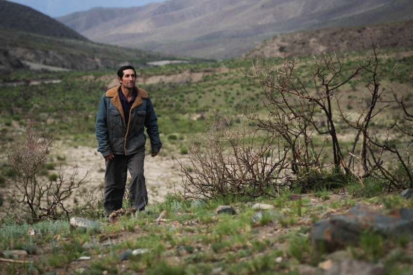 
Flora Devastada. José Crisanto Olivares camina por una de las zonas afectadas por los incendios de 2019, en Potrerillos. | Igancio Blanco / Los Andes
   