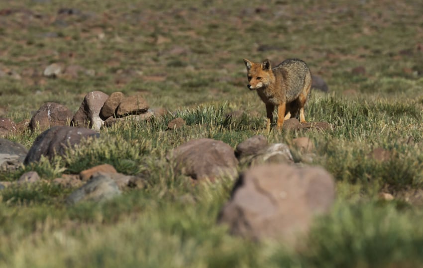 
    Los zorros son animales salvajes que llegan a los cascos urbanos en busca de comida. No se debe capturarlos ni atacarlos, sólo dejar que se vayan por su propia voluntad a su hábitat. - Archivo / Los Andes
   