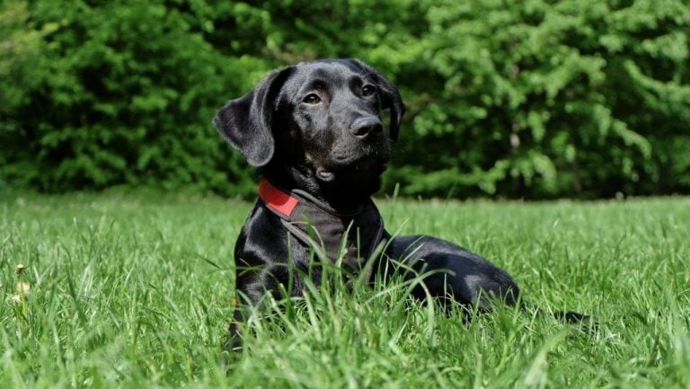 Labrador Retriever\u002E Imagen ilustrativa\u002E