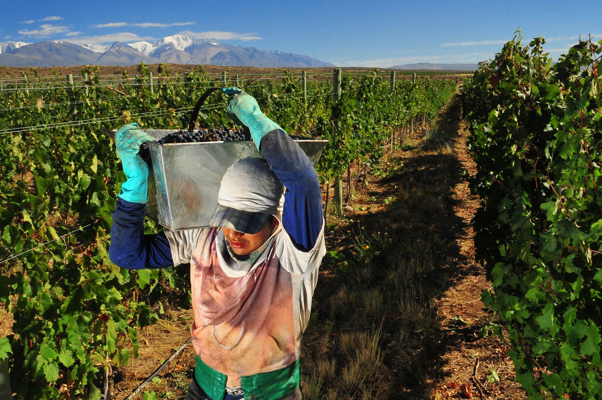 Un trabajador de viña cobra por debajo de la canasta básica y reclaman una recomposición