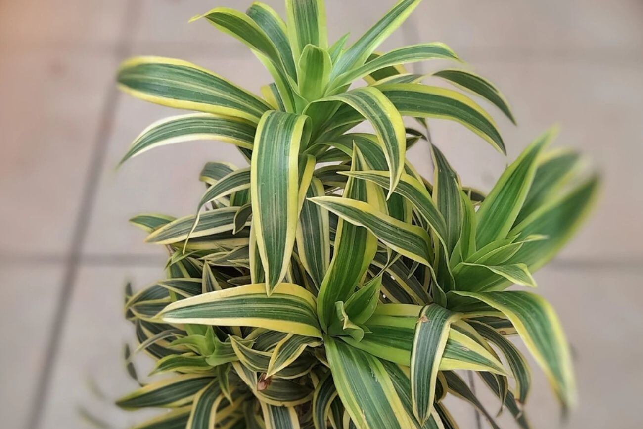 Dracaena