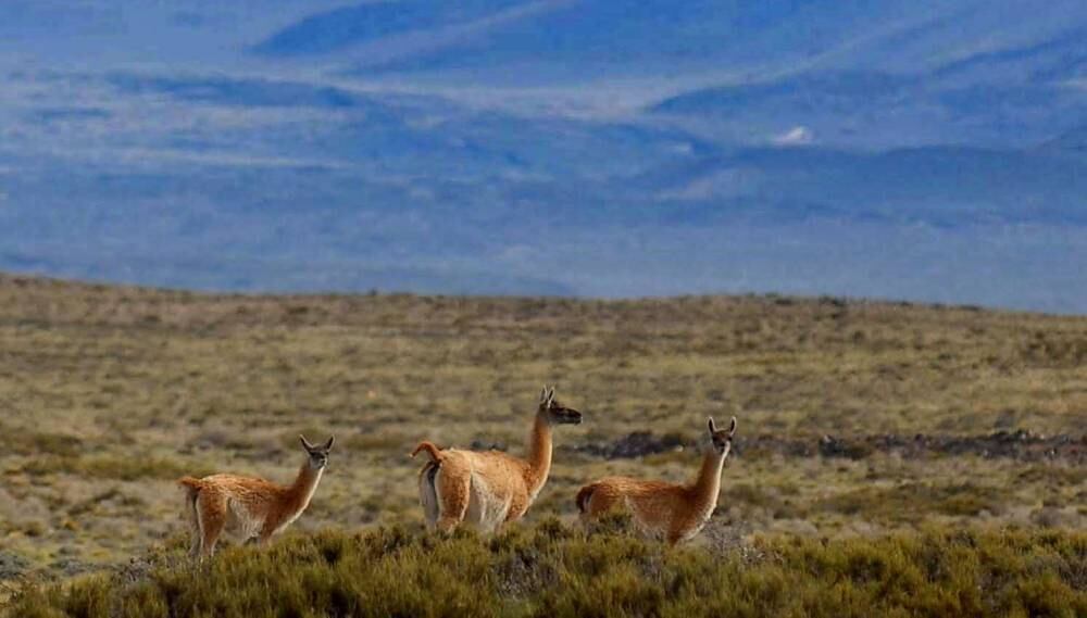 Advierten que el guanaco podría entrar en peligro de extinción en algunas zonas del país. Foto: Archivo Los Andes.