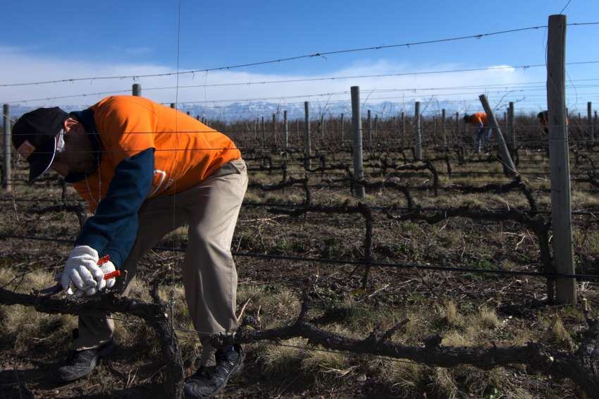 
Poda. Sobre el final de esta tarea varios recomiendan esperar para fertilizar.  | Marcelo Rolland / Los Andes
   