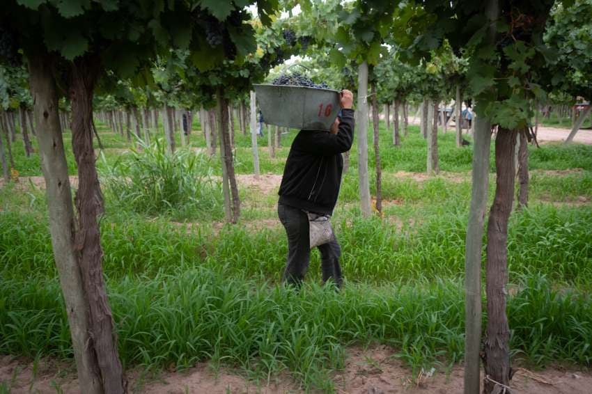 
Baja rentabilidad. Los precios deprimidos dificultan la actividad productiva en todo el país. | Ignacio Blanco / Los Andes
   